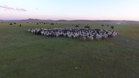 Aerial-drone-shot-big-herd-of-sheep-and-yack-in-Mongolia